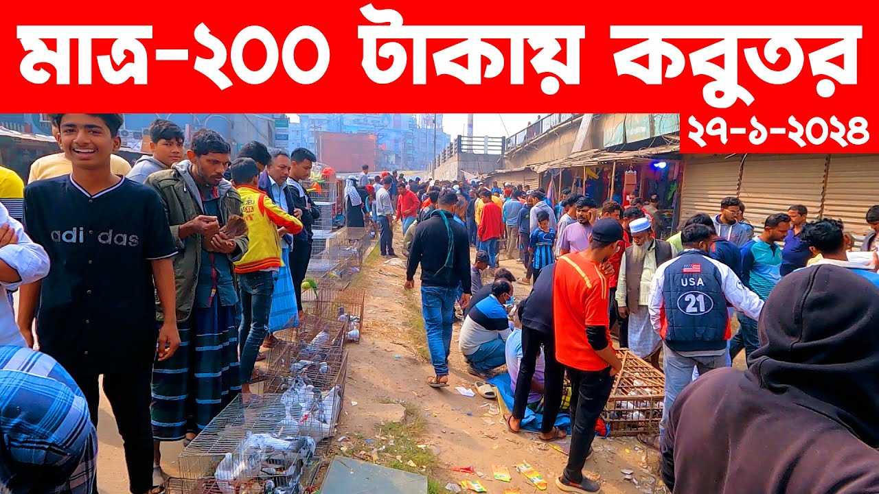 হাসনাবাদ কবুতর হাট ২৭-১-২০২৪ | kobutor hat 2024 | pigeon market in bangladesh | Hasnabad kobutor hat