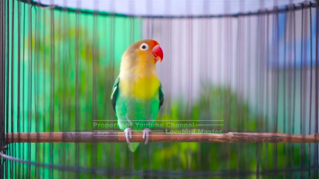 Pancingan Cepat Bikin Musuh Ikut Gacor!! Lovebird Lain Langsung Respon Seketika Tanpa Nunggu Lama
