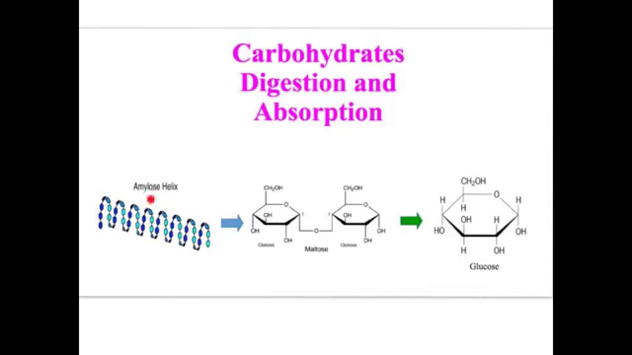 Starch digestion and glucose absorption