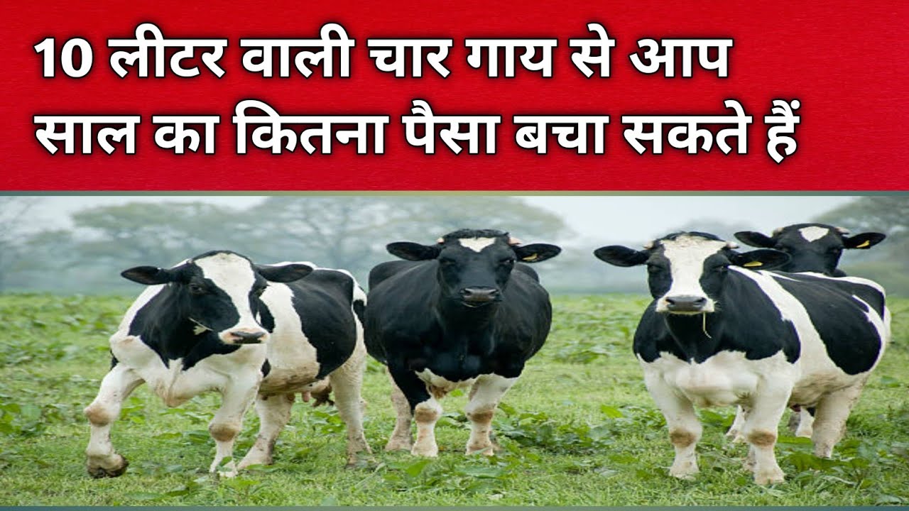 10 लीटर वाले चार गायों से 1 साल का कितना पैसा बचाया जासकता है