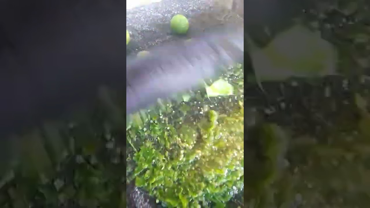El arte de moler en metate 