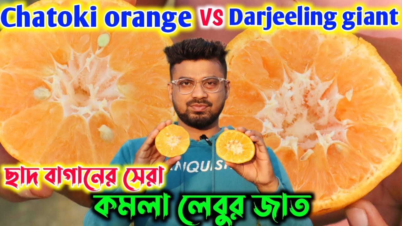 Chatoki orange vs Darjeeling giant || ছাদ বাগানের জন্য সেরা কমলা লেবুর জাত ||