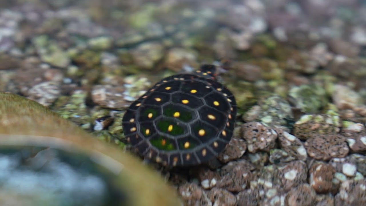 “我看看就好”（2025年自家繁殖的星點龜苗）#spottedturtle