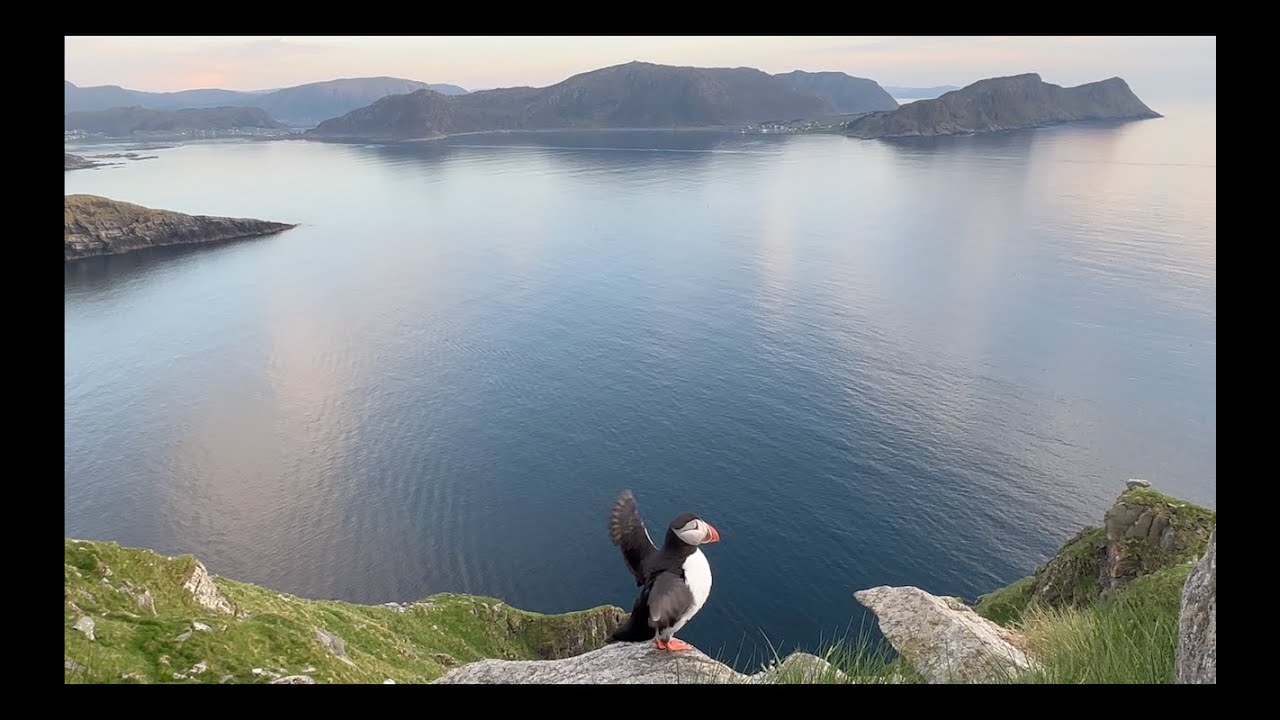 Lundefugl på Runde 17 05 2024 ❤️🐧