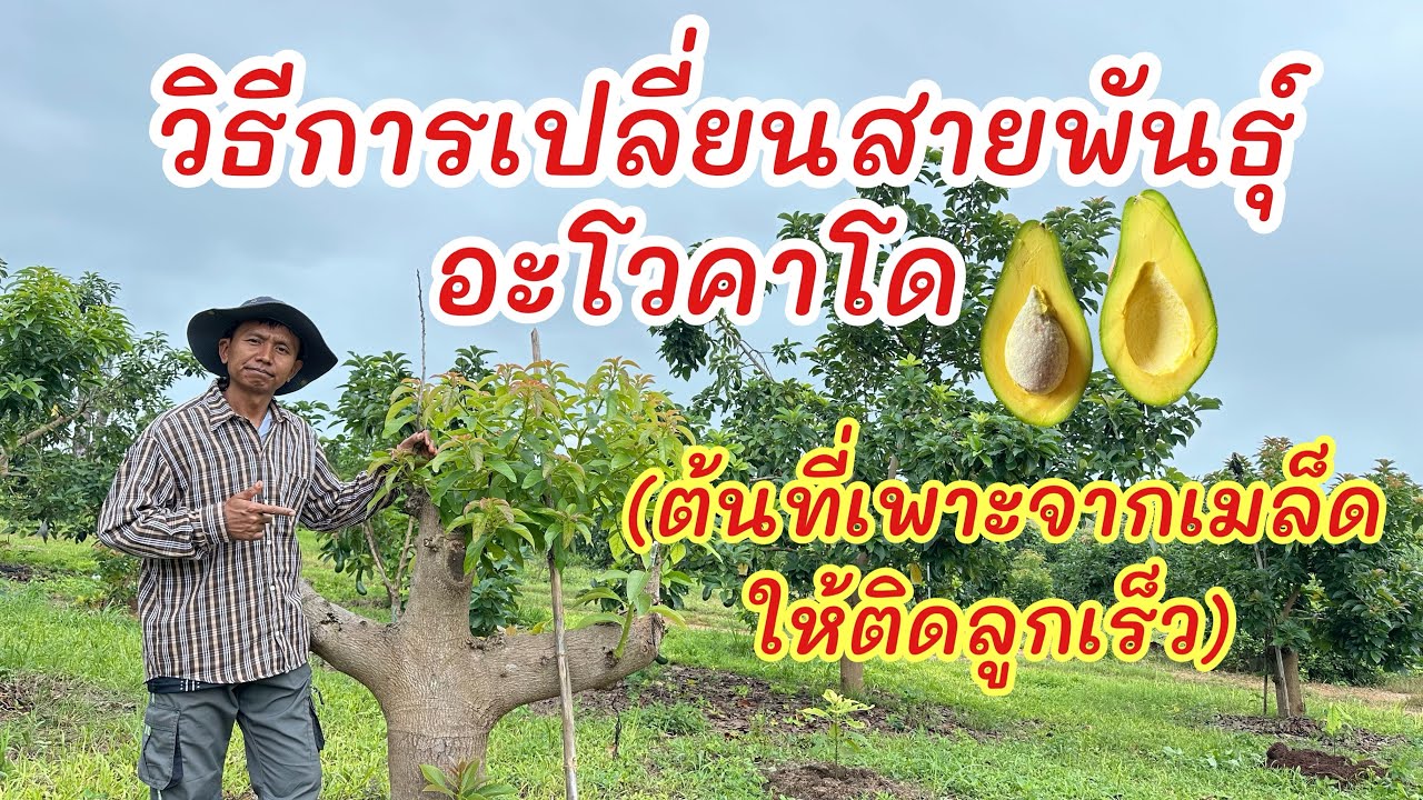 วิธีการเปลี่ยนสายพันธุ์อะโวคาโด ต้้นที่เพาะจากเมล็ดใหติดลูกเร็ว #สวนลุงใหญ่  #อะโวคาโด #avocado 