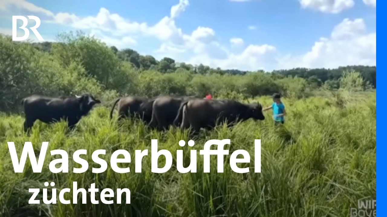 Gutmütige Landschaftspfleger: Wasserbüffel in Mittelfranken | Wir in Bayern | BR