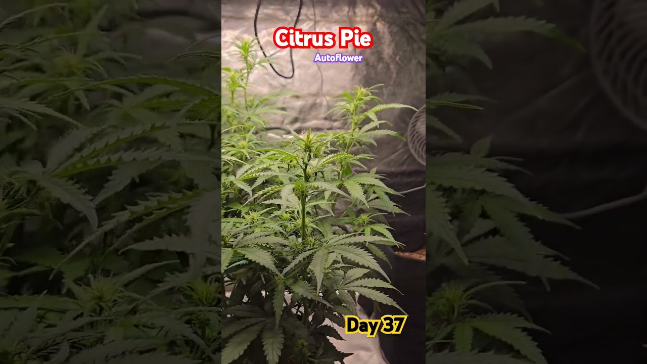 Citrus Pie Autoflower Day 37