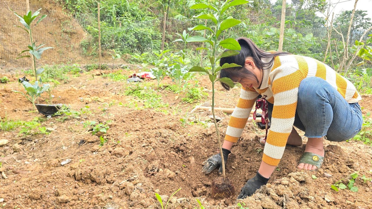 Build Your DREAM Orchard on the Farm Now | Tiểu Liễu-17 year old