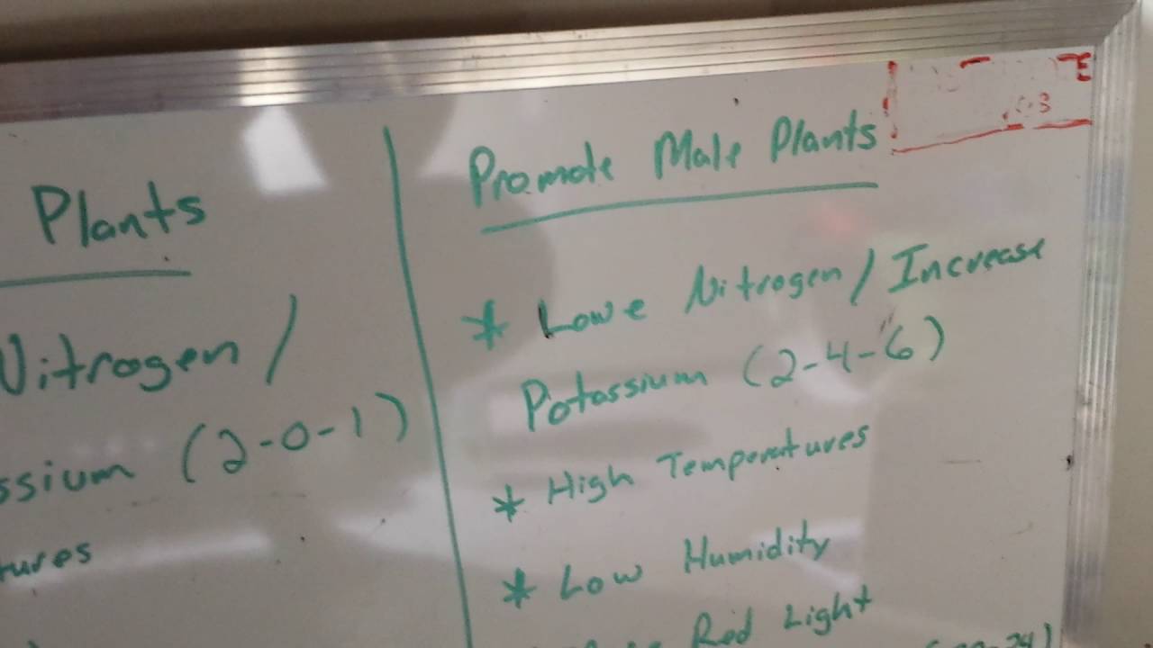 Ultimate Grow Guide ep.2 (promote females from regular seeds)