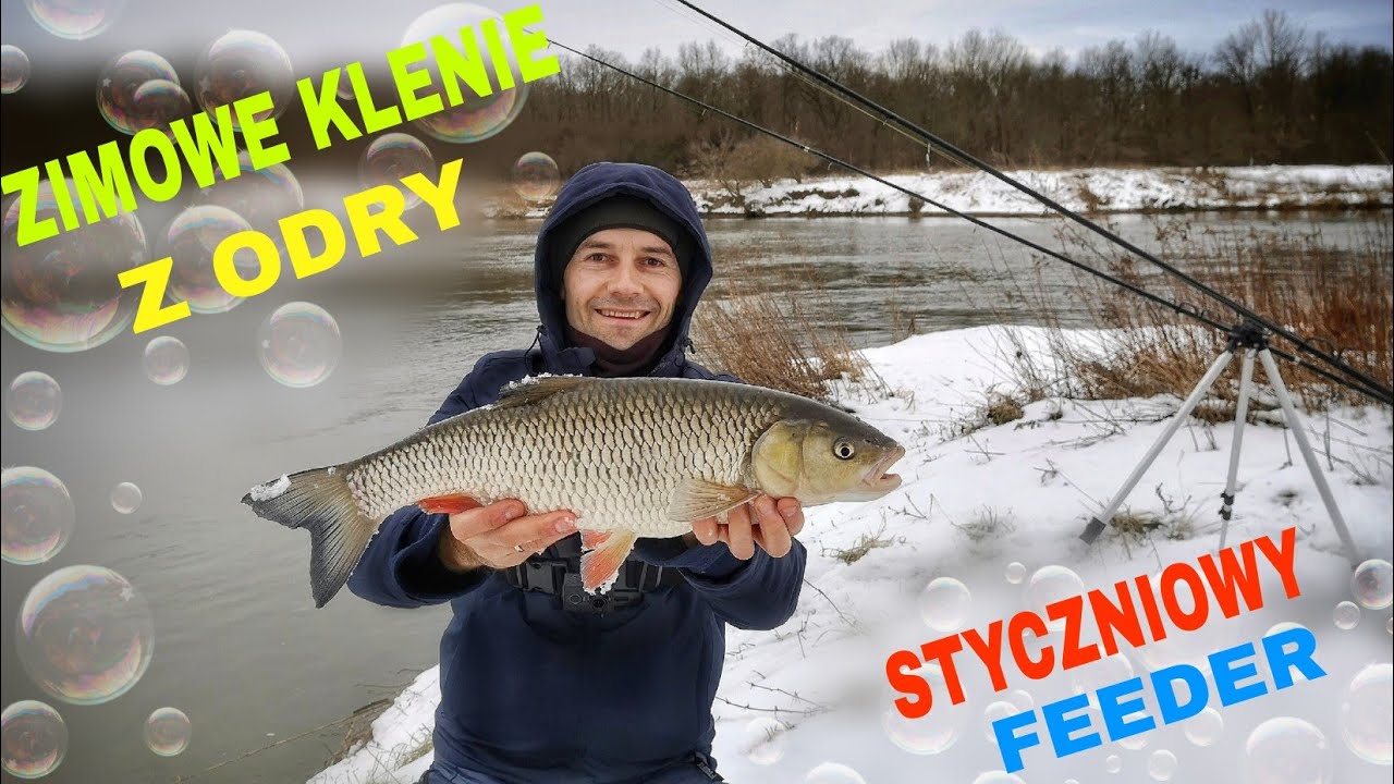 ZIMOWE KLENIE Z ODRY / STYCZNIOWY FEEDER