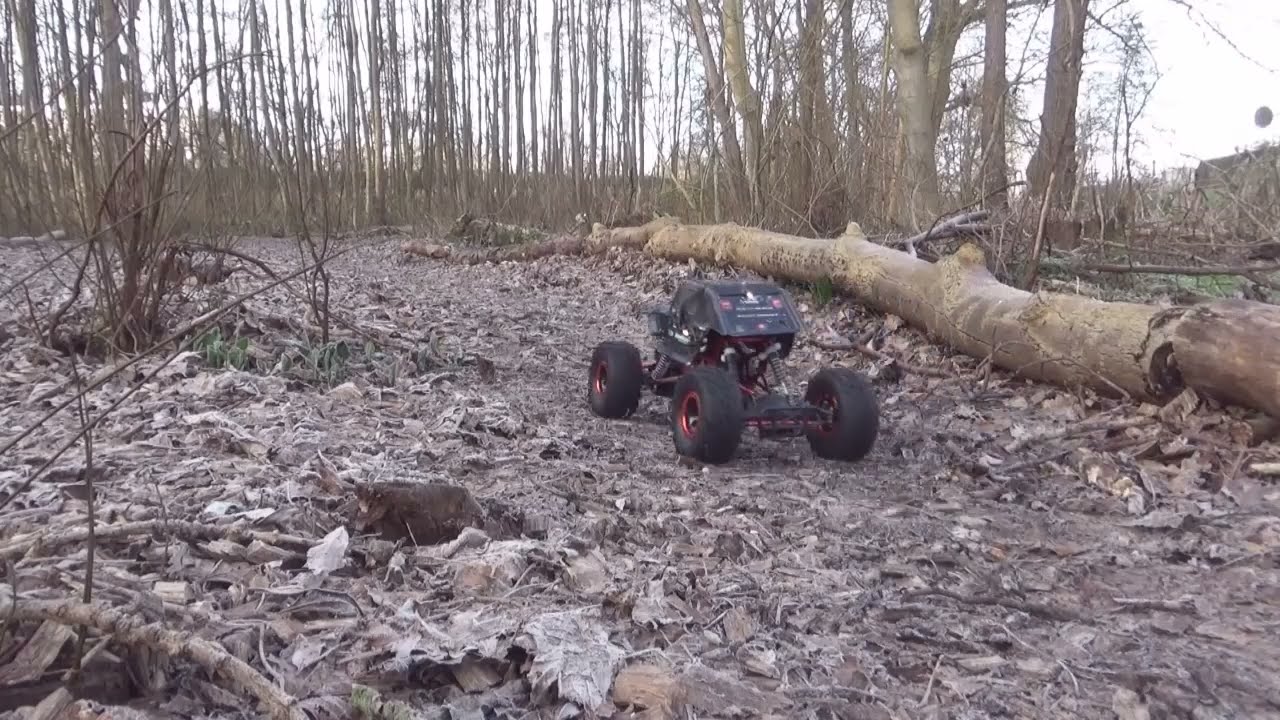 a forest visit on a winter's morning