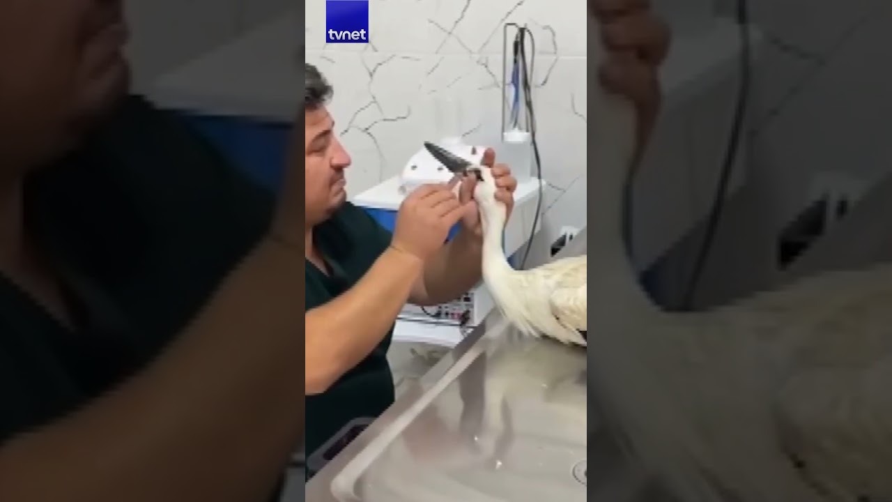 Susuz kaldı, vatandaşlar tarafından kurtarıldı #leylek #sıcak #shorts