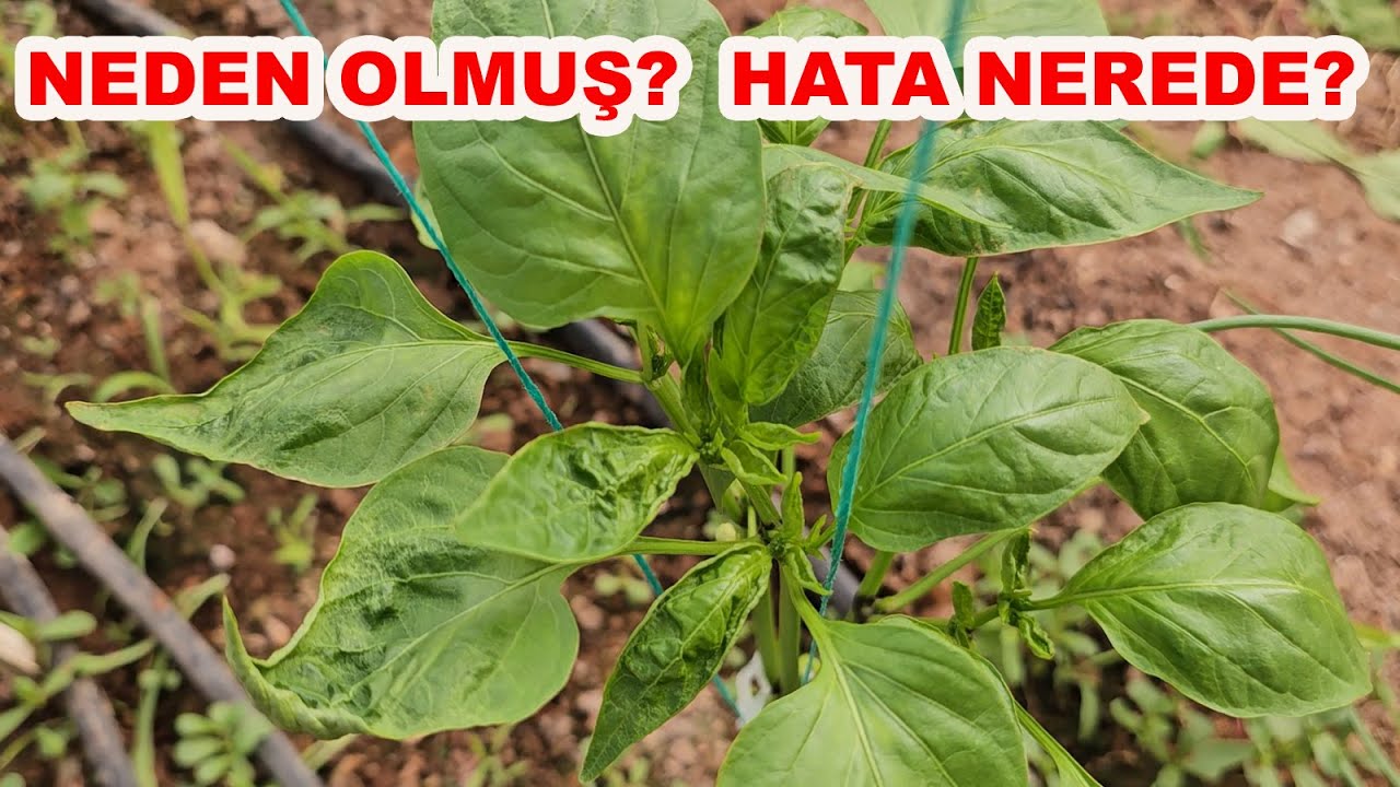BİBERDE SARIÇAY AKARI NEDEN BURADA DAHA ÇOK OLMUŞ? HATA NEREDE?
