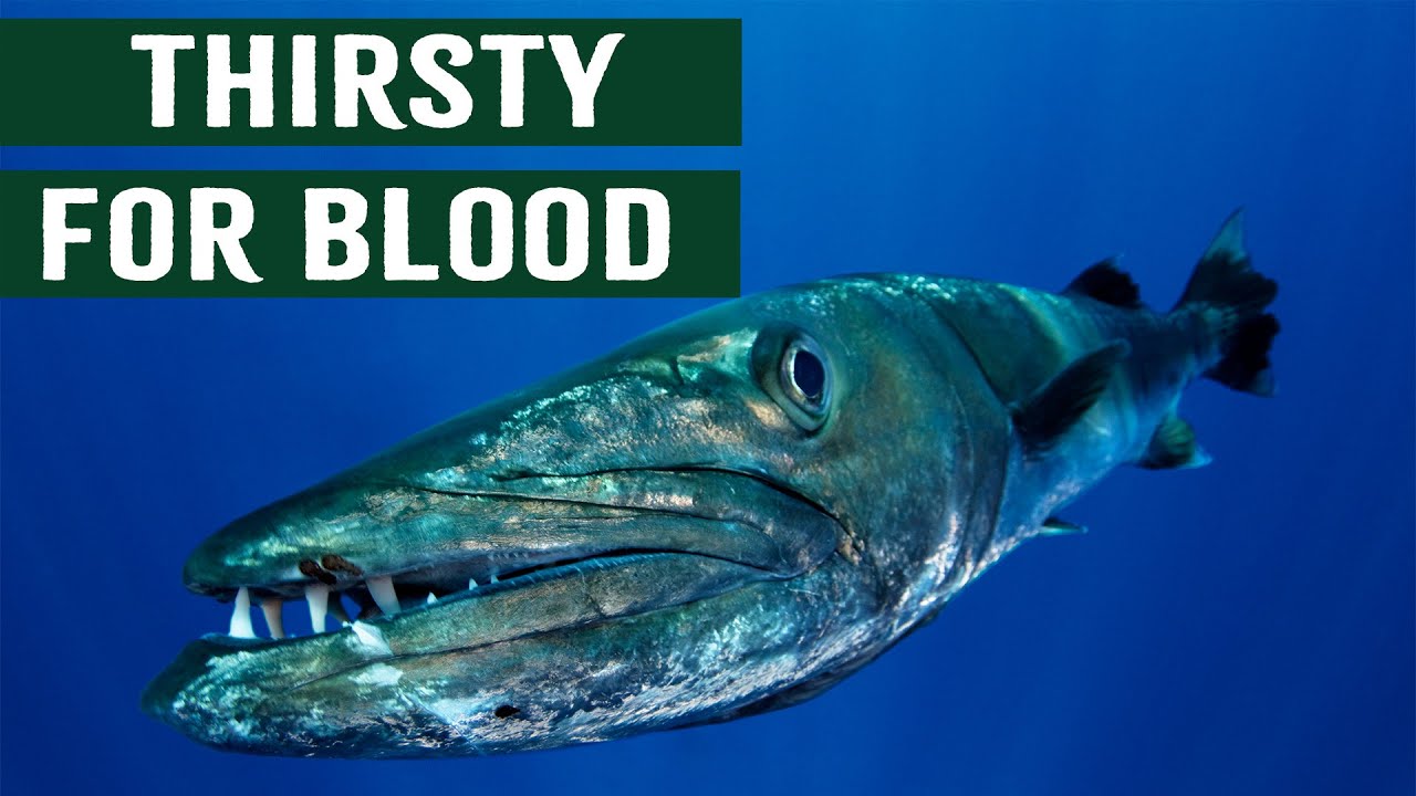 Killer Barracuda Fish: Human's Most Feared Apex Predator