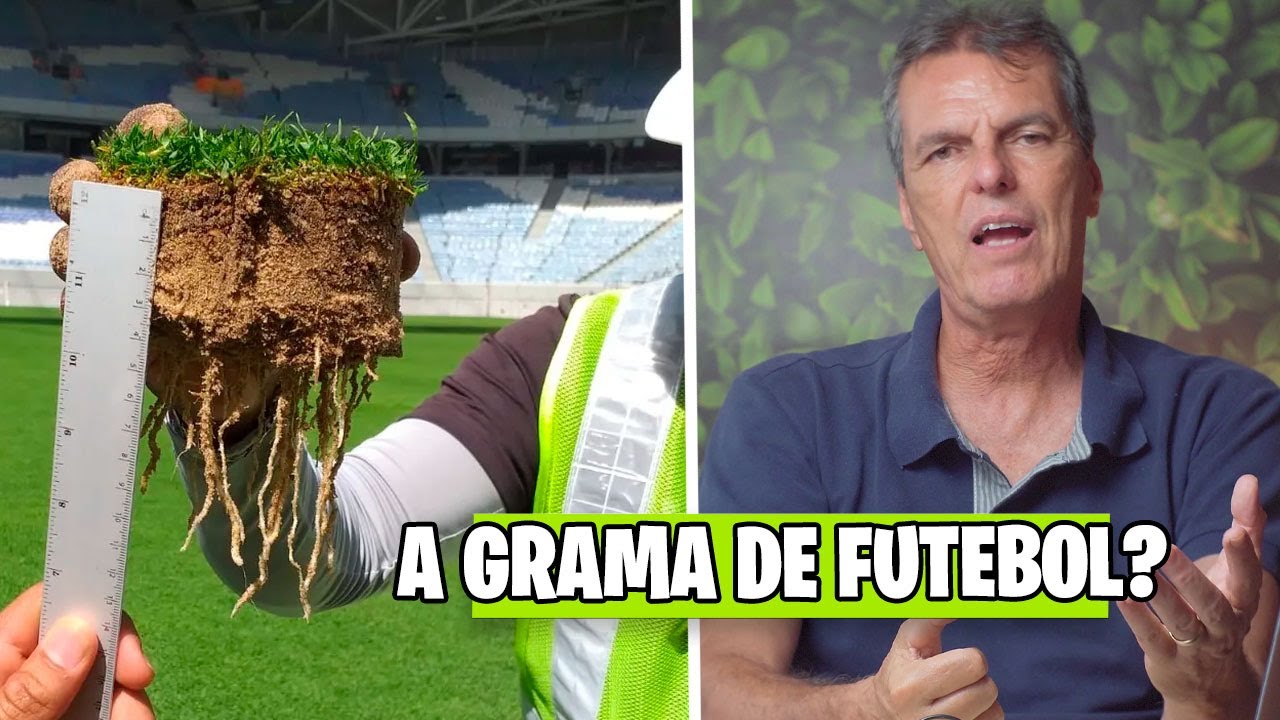 CUIDADOS, DICAS e CURIOSIDADES SOBRE a GRAMA BERMUDA