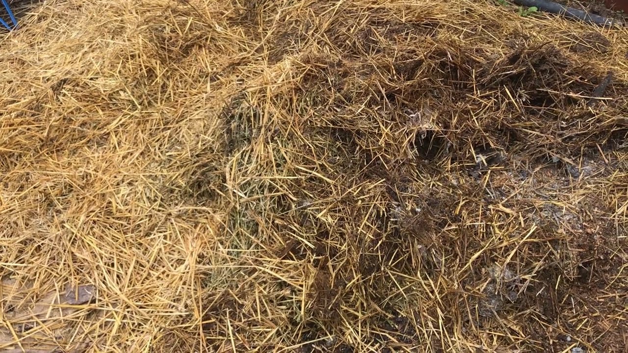 Handling and Composting Goat Bedding Litter, Why we Changed to Straw