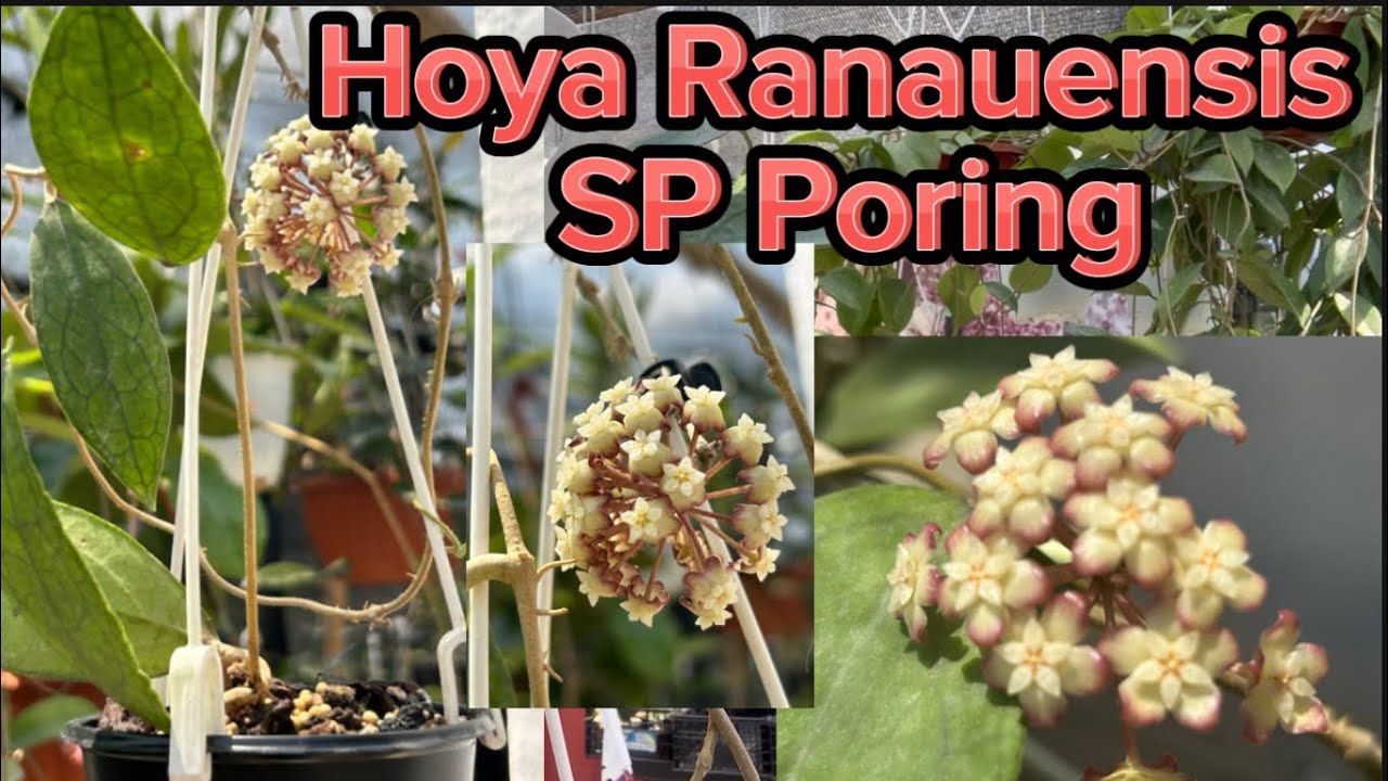 💚Hoya Ranauensis o SP Poring.🥰Un delicado aroma! hermoso color y bellas hojas.🍃 Flor de cera! 🌸