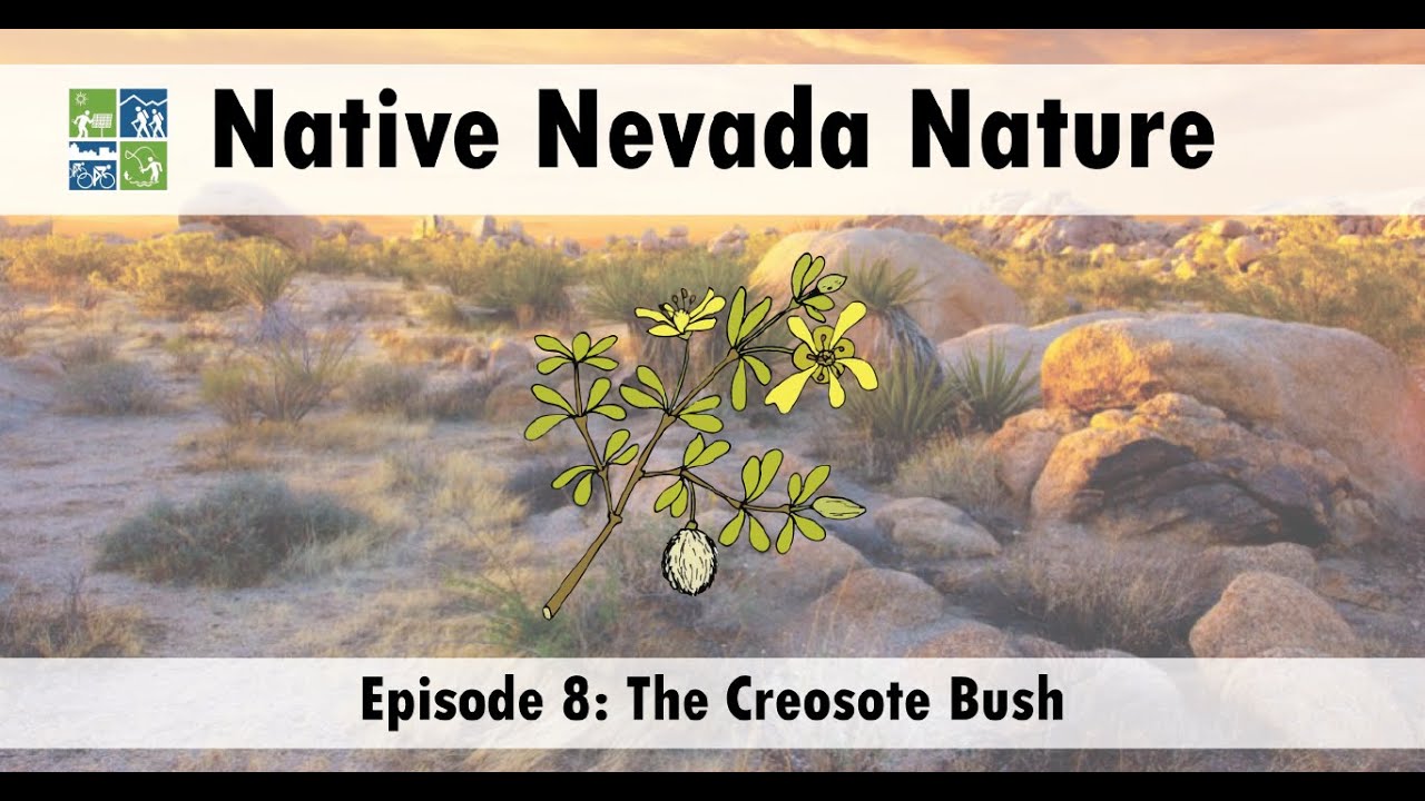 Native Nevada Nature Episode 8: The Creosote Bush