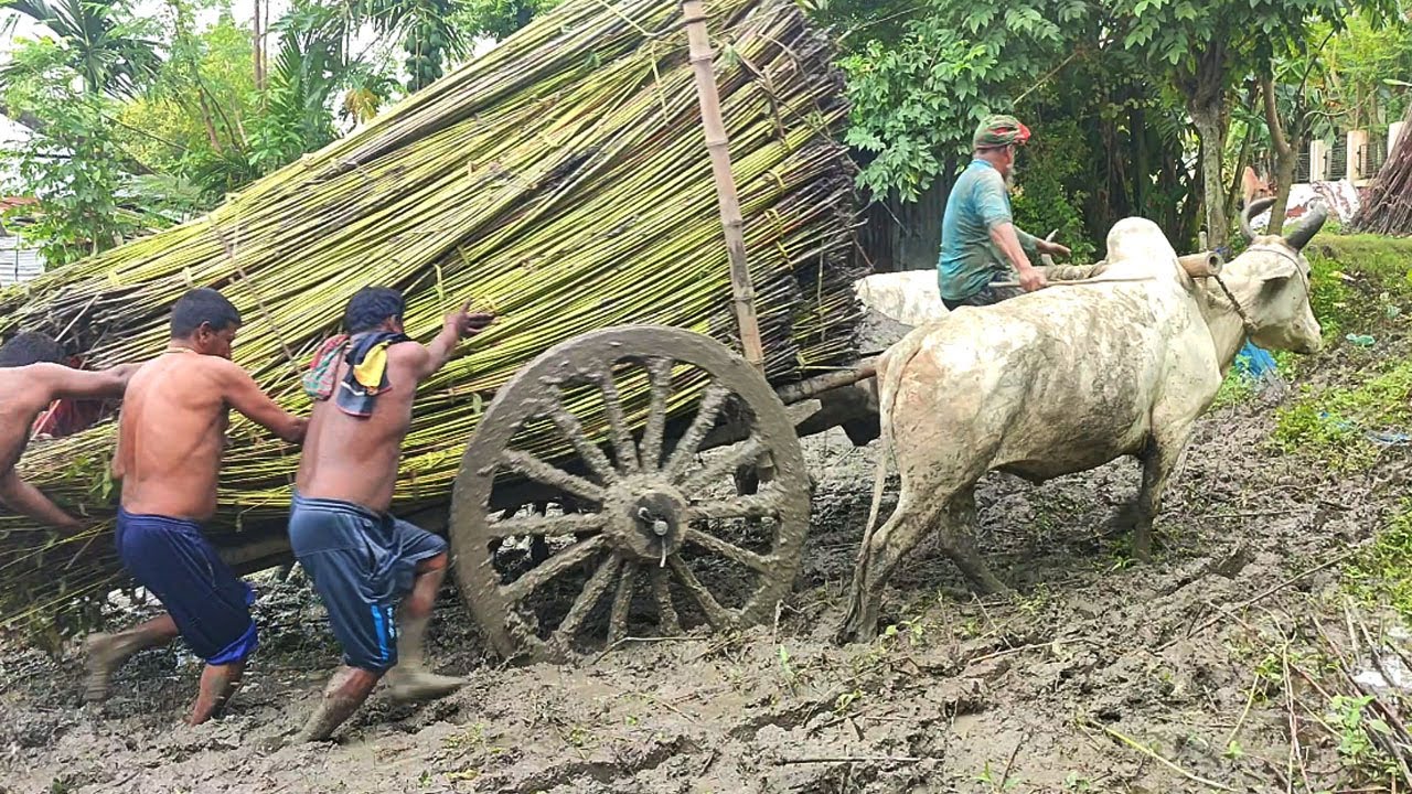 Bullock cart loaded with jute pulled out of deep mud // Village Agriculture