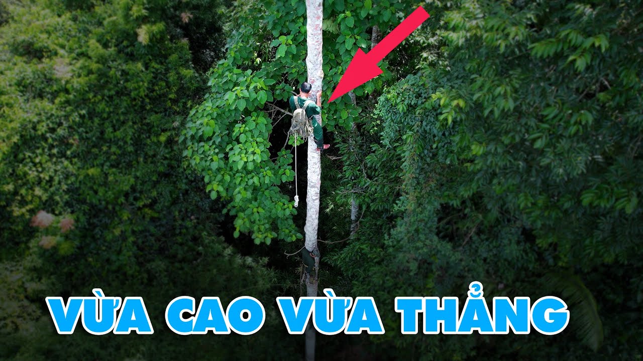 C&acirc;y Dổi Rừng Thẳng Như C&acirc;y Cau , Quả Ch&iacute;n Đỏ Au - Thợ Rừng