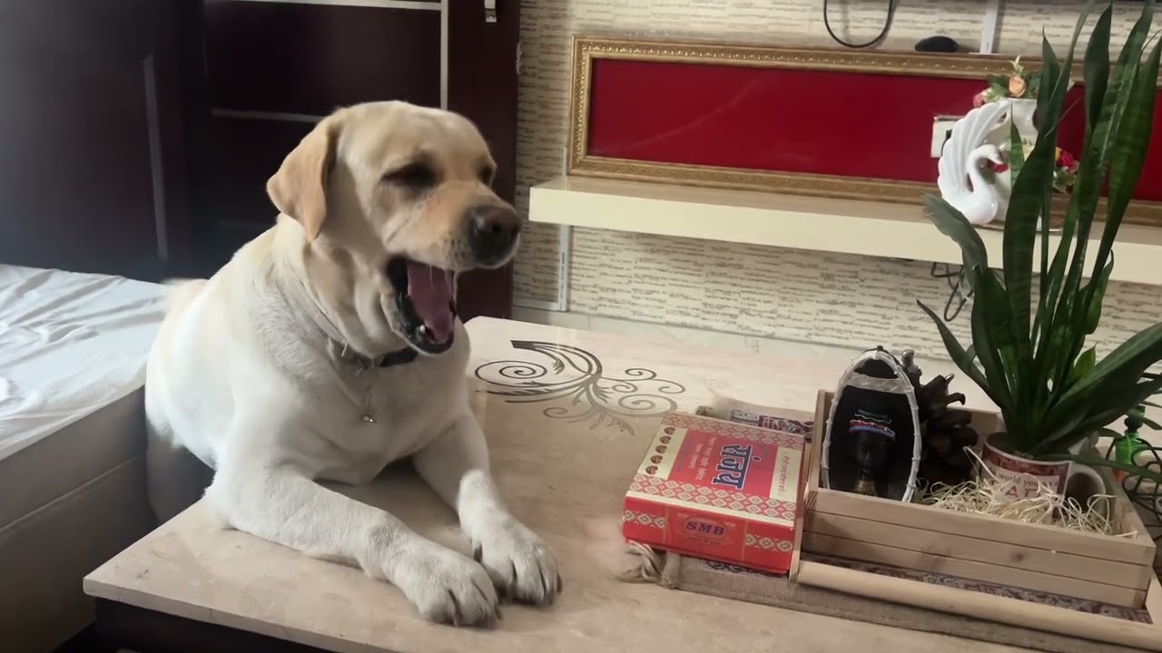Laddu chor 🫣#doglover #retreiver #labradorlovers #labrador #pets #cutedogsonly #cutedogs #lovelypets
