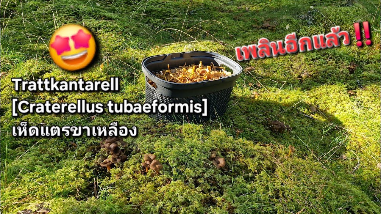 27/9/2025 เก็บเห็ดแตรวันหยุดต่อตะกร้าที่2 หยุมตัดเอาๆในดงหญ้าใบเรียว 