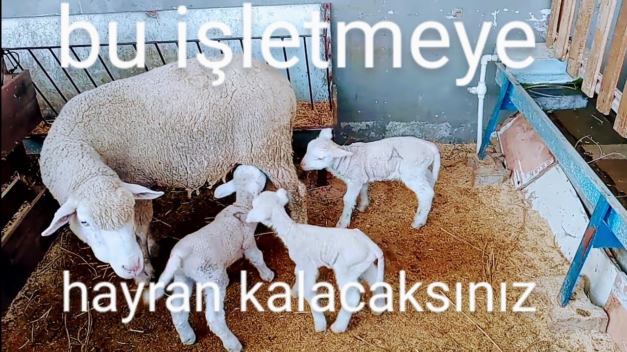 İLE DE FRANCE DE İNANILMAZ İKİZLİK  ORANI#bu#işletmeye#hayran#kalacaksınız#