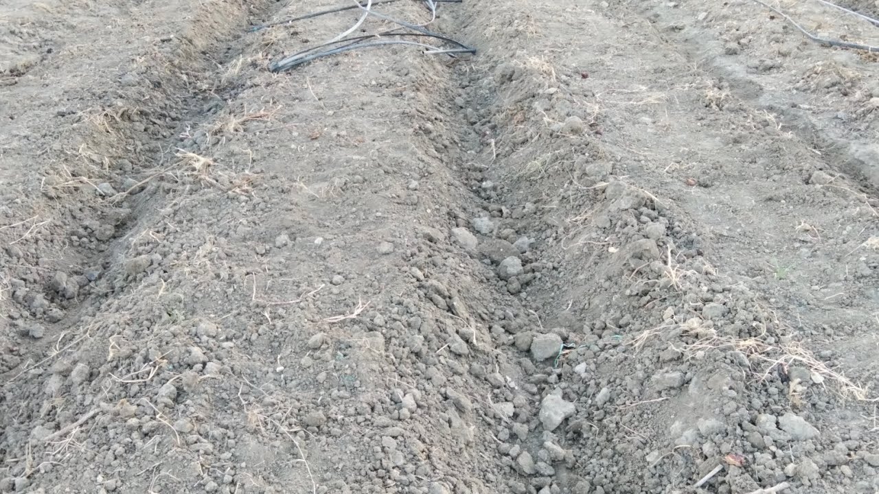 Importance of raising beds before planting onions 