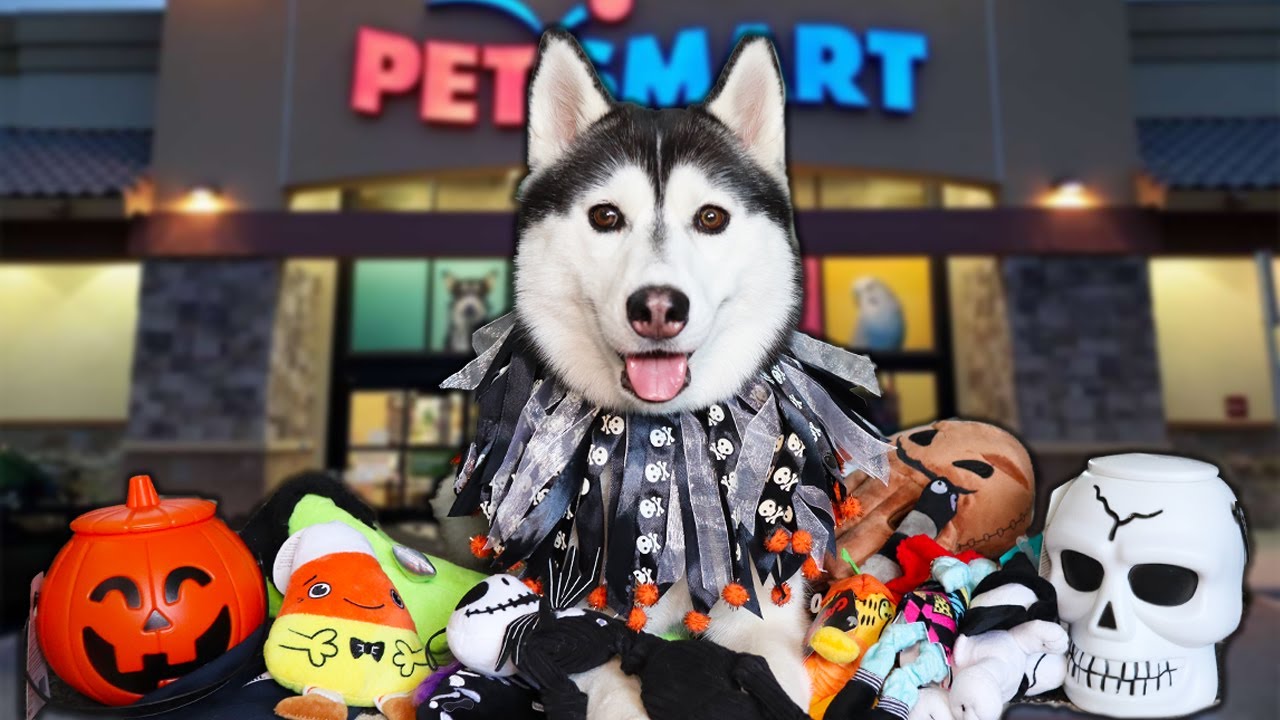 Buying My Dog Everything She Wants 🎃 Halloween PetSmart Haul