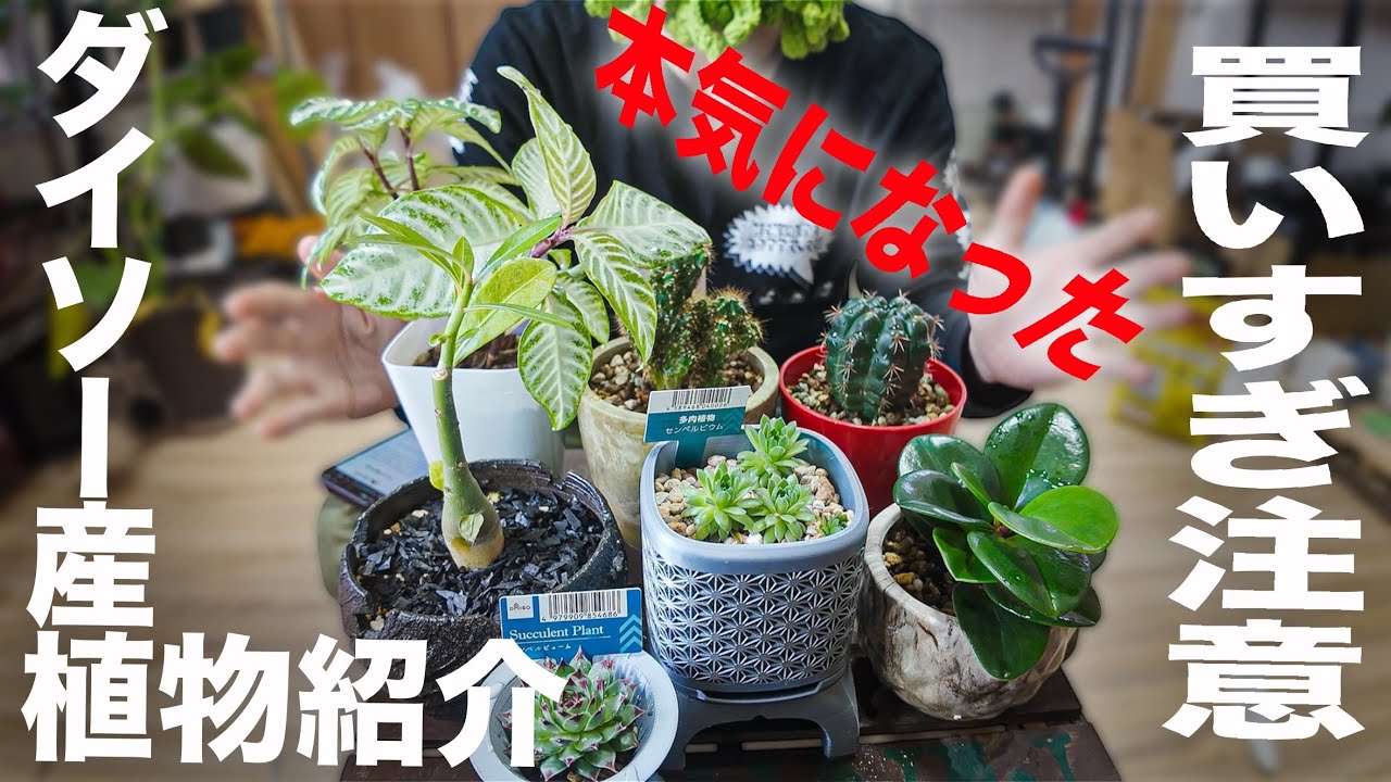 ダイソー産植物紹介！【観葉植物/塊根植物/多肉植物/ダイソー】