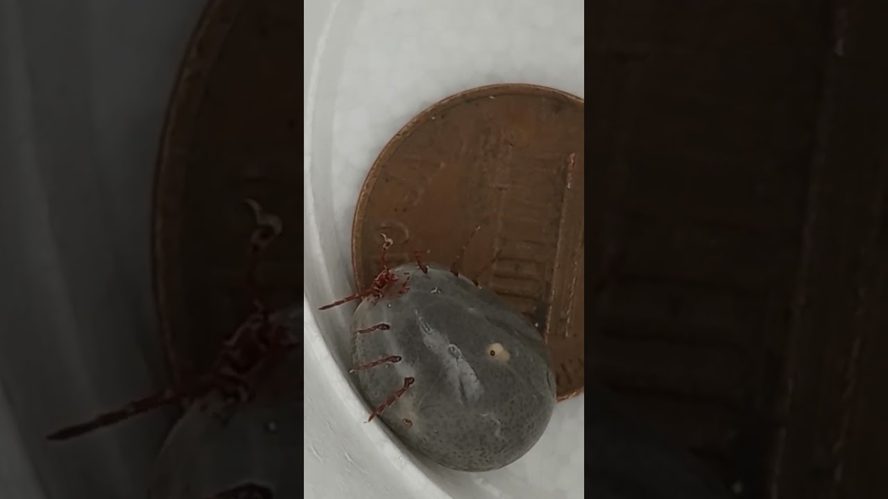 tick full of blood 😳#ticks #appalachia #gross #insects #blood #shorts