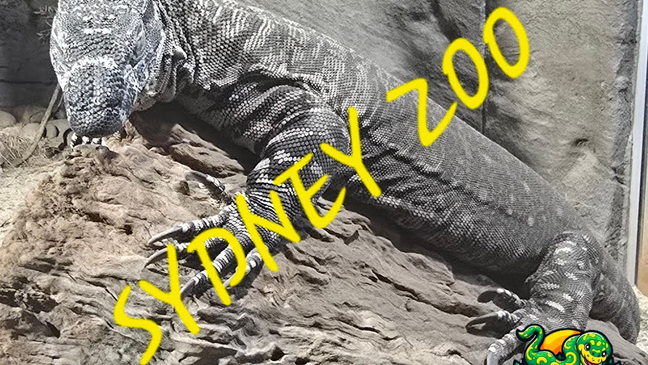 SYDNEY ZOO REPTILES AND AQUARIUM. ELEPHANTS HAVING A WASH TO COOL DOWN.