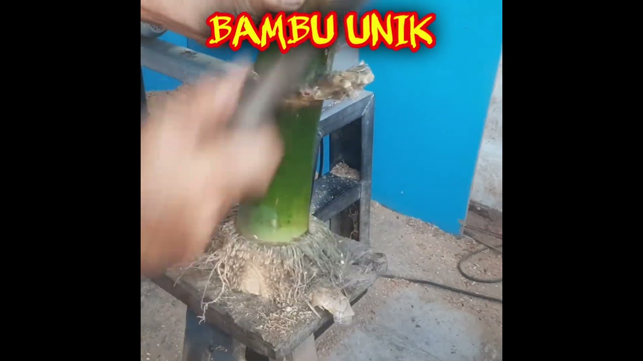 🔴 AKAR BAMBU MISTIS #shorts
