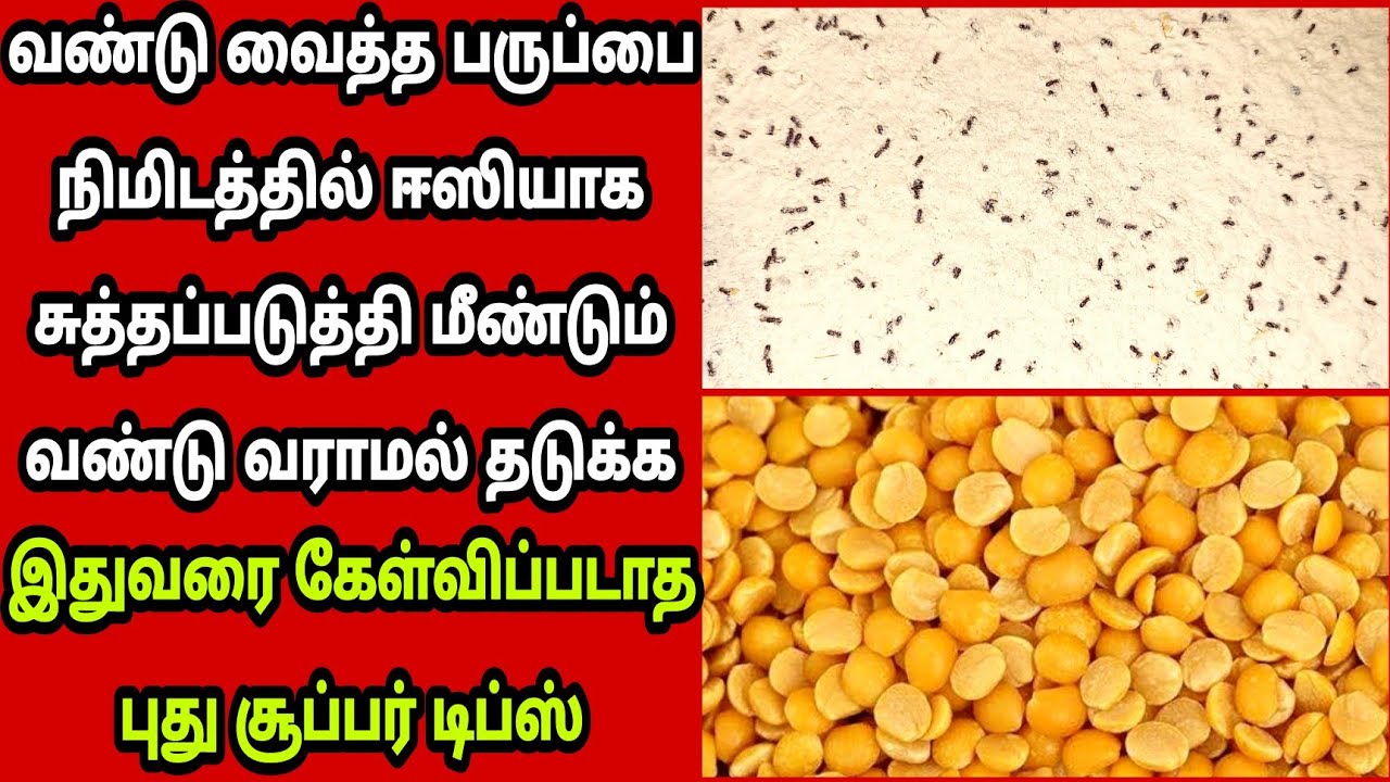 🤫வண்டு வைத்த பருப்பை ஈசியா சுத்தப்படுத்தி வண்டு வராமல் ஸ்டோர் பண்ண சூப்பர் டிப்ஸ்👍| Fathu's Samayal