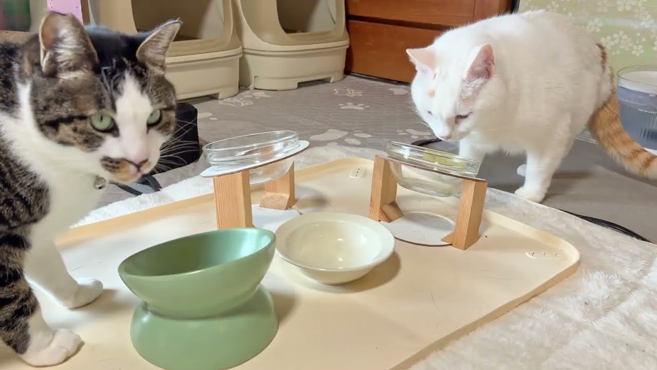 日中でもひんやりしますお昼ごはん【26年3月2日その5】