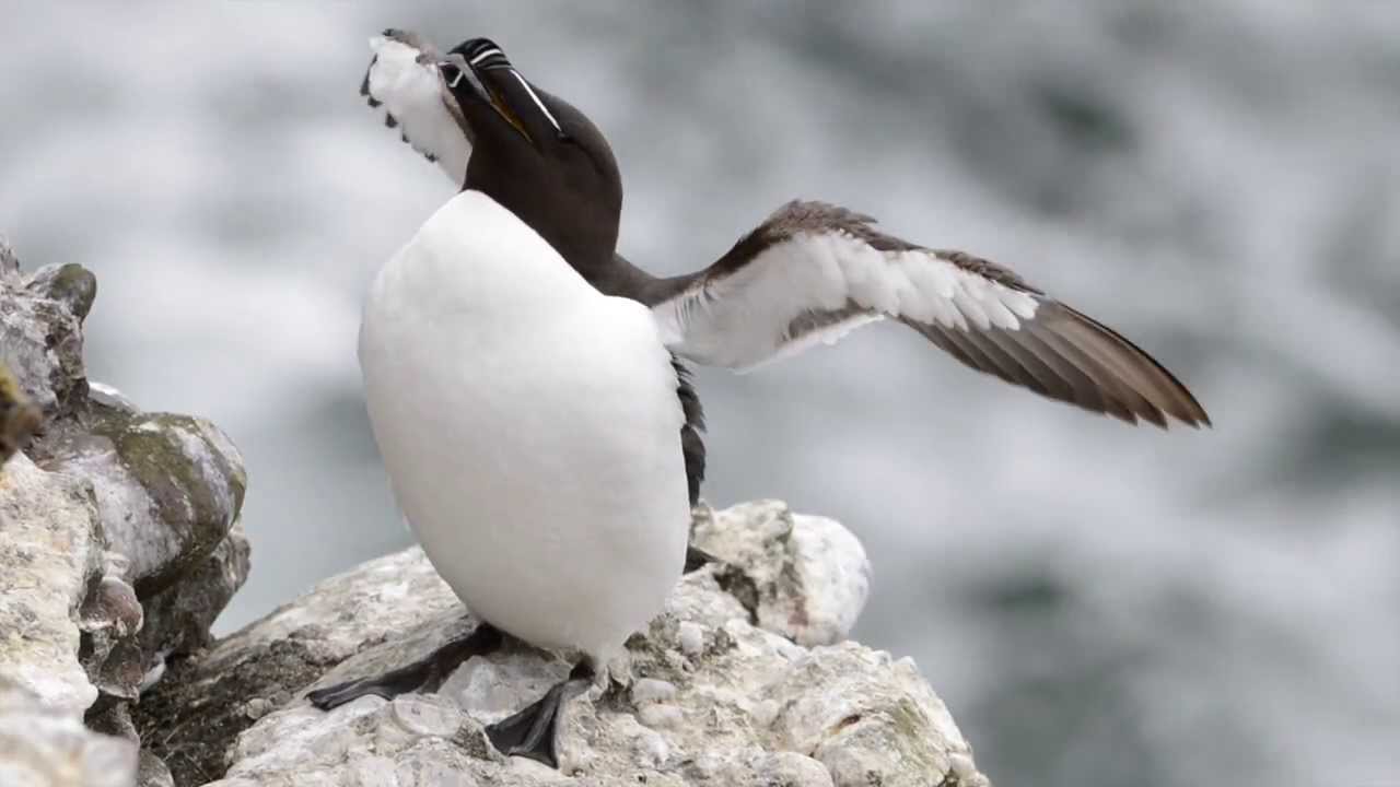 Scotland's magical seabirds