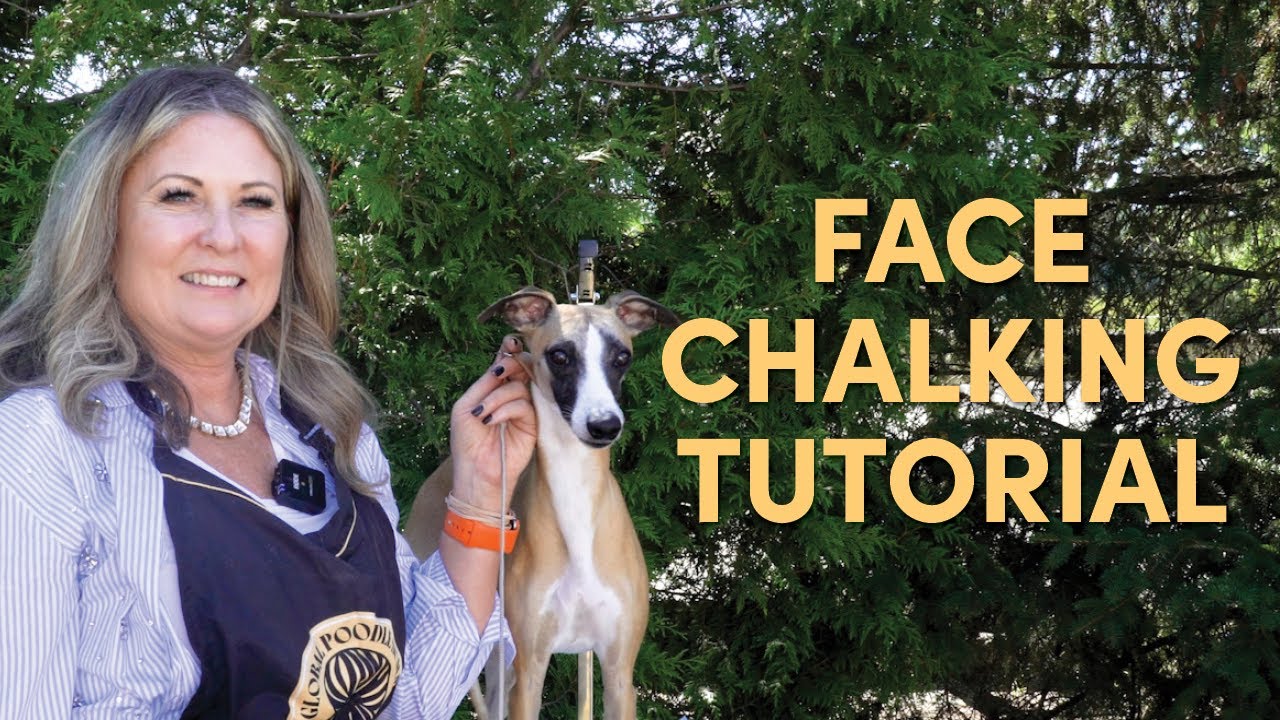How to Chalk Your Dog’s Face - Show Grooming Tutorial