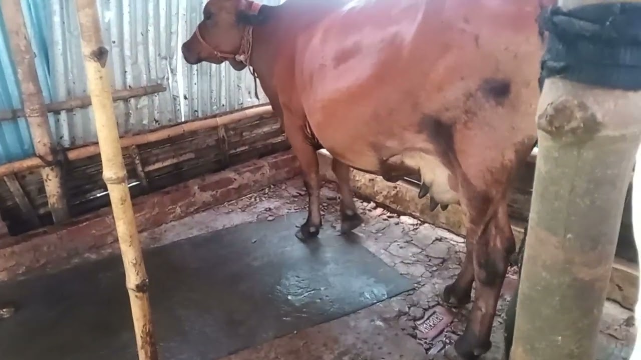 বিদেশ যাওয়ার পূর্বে ভিডিওটা দেখে যান
