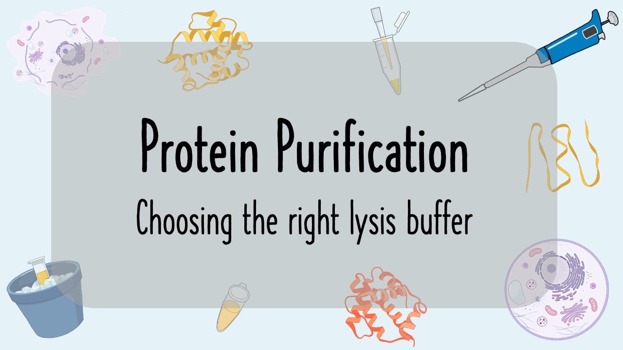 Protein Purification Lysis Buffer - How to choose the right one and what to consider