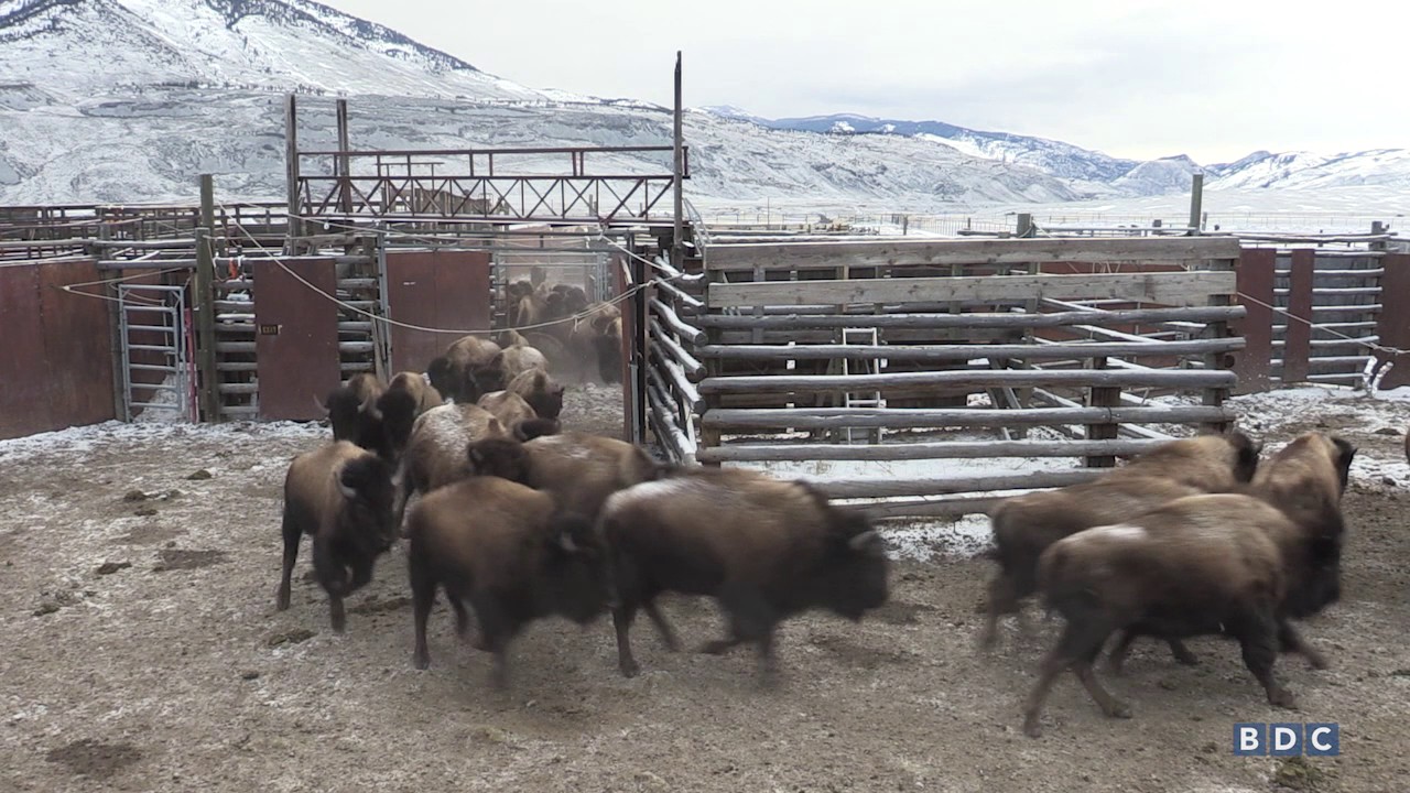 Bison processed before slaughter in Yellowstone