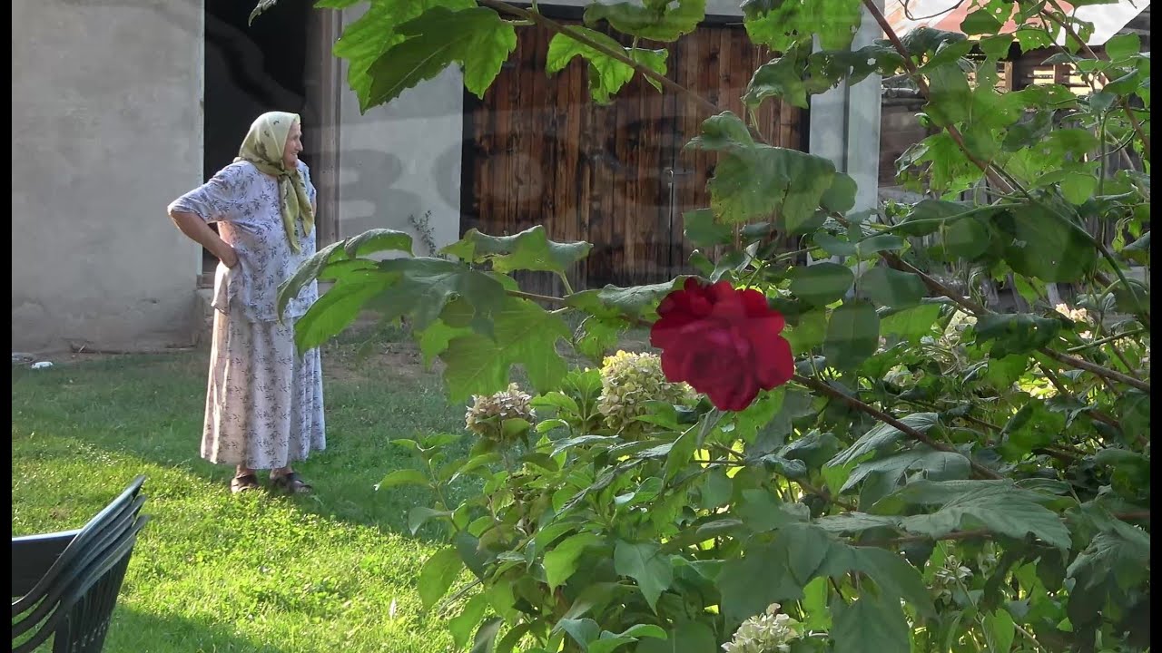Zavedeno pa se pokajalo,nije ni njima danas svejedno
