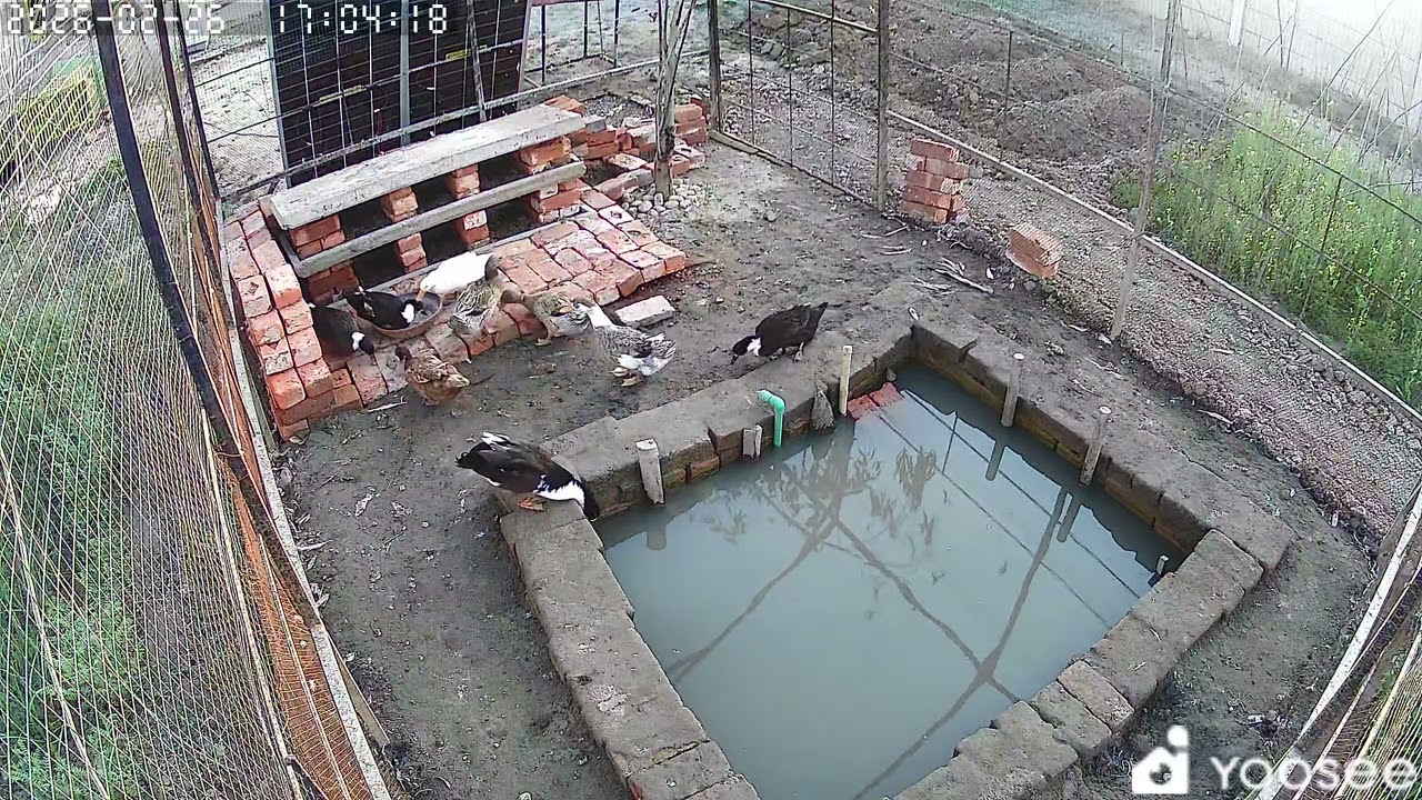 Biography of a farm in Lahore Pakistan. #ducks #farming #nature #peace