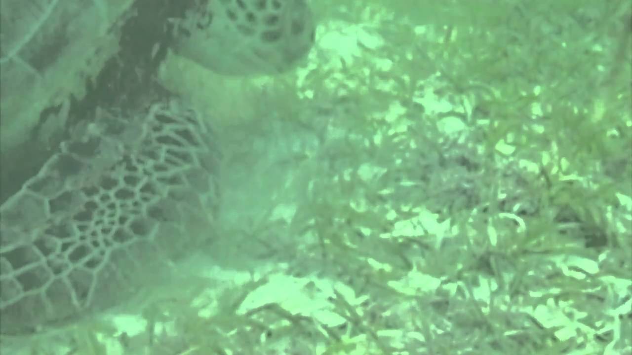 Yucatan freediving