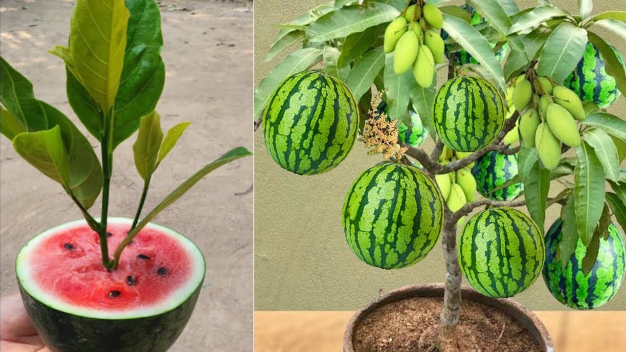 Amazing! The simplest way to grafting mango trees with watermelon fruit  to get 100% results