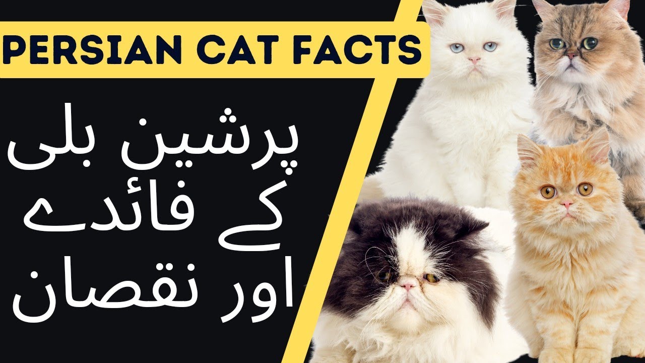 Persian Cats Pros & Cons || Should u buy a persian cat? || Animalia Dot Pk