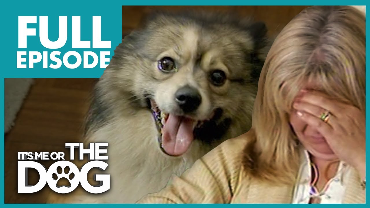 Six Spoiled Dogs Destroying Family: Minagerie | Full Episode | It's Me or The Dog