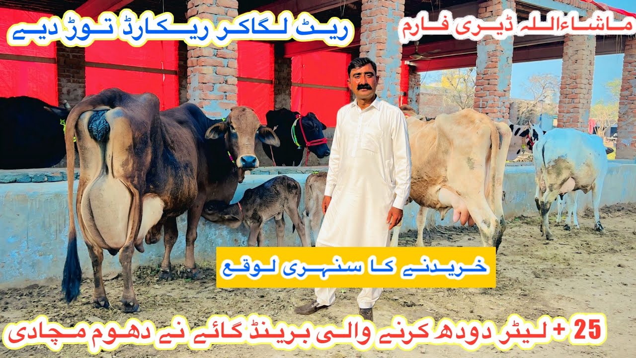 Mashallah Dairy Farm | Top Class Cholistani Cows | Jersey Cross Cows For Sale Today |21 January 2026