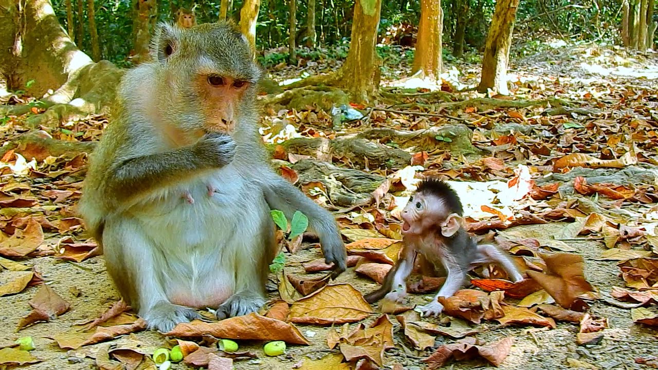 Look! How Intelligent Is The Most Beautiful Baby AMINA? Baby Calls Mom To Feed Some Food