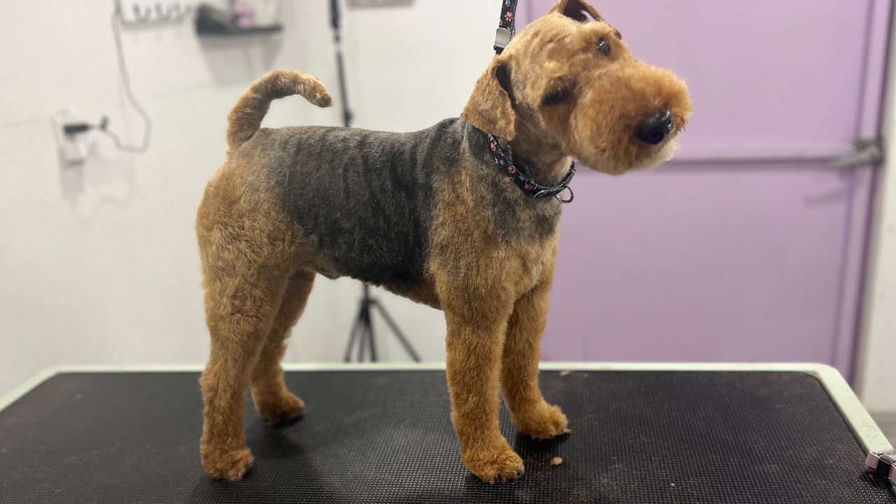 Welsh Terrier pet trim