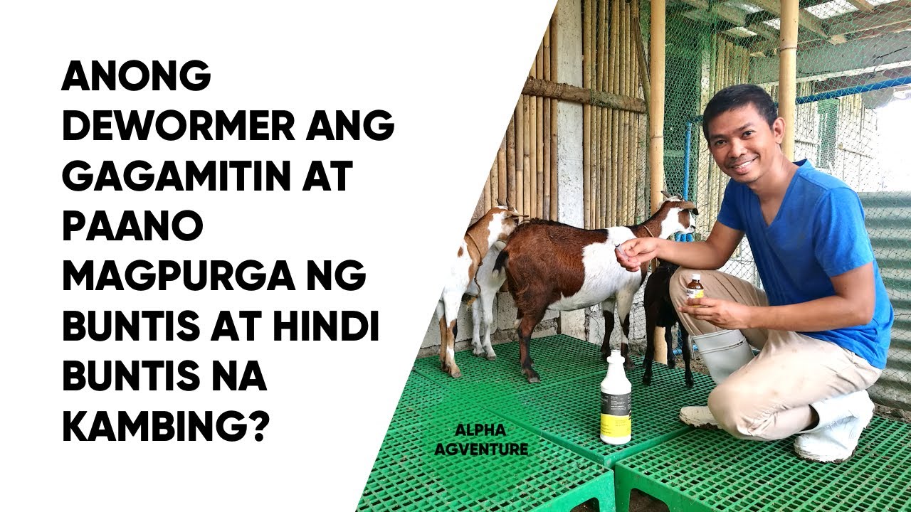 Anong Dewormer ang Gagamitin at Paano Magpurga ng Buntis at Hindi Buntis na Kambing